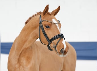 Poney de selle allemand, Hongre, 3 Ans, 141 cm, Alezan