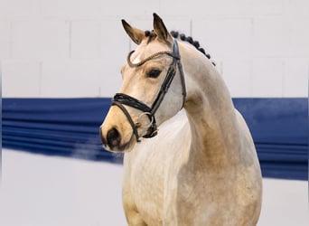 Poney de selle allemand, Hongre, 3 Ans, 141 cm, Isabelle