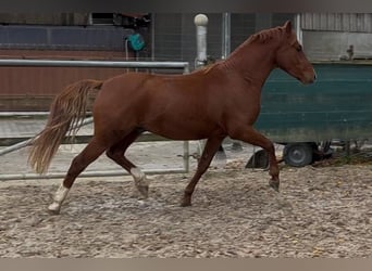 Poney de selle allemand, Hongre, 3 Ans, 142 cm, Alezan