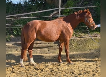 Poney de selle allemand, Hongre, 3 Ans, 142 cm, Alezan