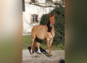 Poney de selle allemand, Hongre, 3 Ans, 142 cm, Alezan