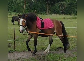 Poney de selle allemand, Hongre, 3 Ans, 142 cm, Bai
