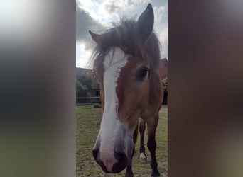Poney de selle allemand, Hongre, 3 Ans, 142 cm, Bai