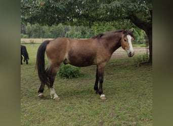 Poney de selle allemand, Hongre, 3 Ans, 142 cm, Bai