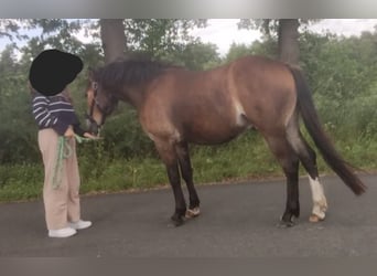 Poney de selle allemand, Hongre, 3 Ans, 142 cm, Bai
