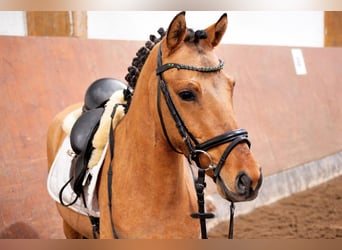 Poney de selle allemand, Hongre, 3 Ans, 142 cm, Buckskin