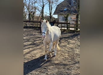 Poney de selle allemand, Hongre, 3 Ans, 142 cm, Cremello