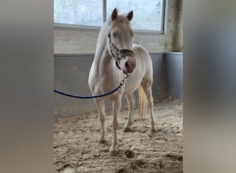 Poney de selle allemand, Hongre, 3 Ans, 142 cm, Cremello