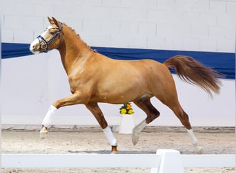 Poney de selle allemand, Hongre, 3 Ans, 143 cm, Alezan