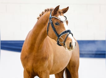 Poney de selle allemand, Hongre, 3 Ans, 143 cm, Alezan