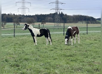 Poney de selle allemand, Hongre, 3 Ans, 143 cm, Pinto