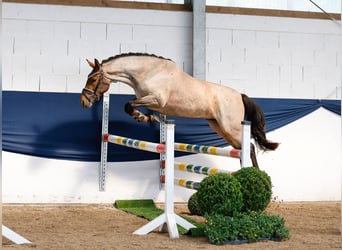 Poney de selle allemand, Hongre, 3 Ans, 144 cm, Aubère