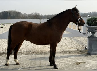 Poney de selle allemand Croisé, Hongre, 3 Ans, 144 cm, Bai