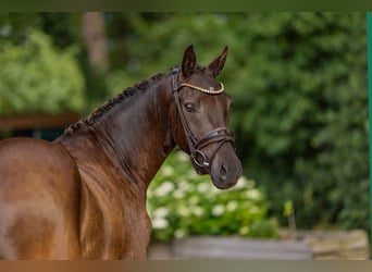 Poney de selle allemand, Hongre, 3 Ans, 144 cm, Buckskin