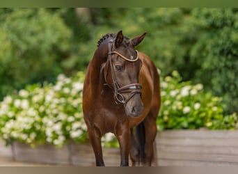 Poney de selle allemand, Hongre, 3 Ans, 144 cm, Buckskin