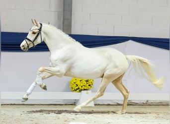 Poney de selle allemand, Hongre, 3 Ans, 144 cm, Palomino