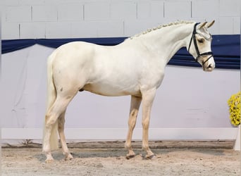 Poney de selle allemand, Hongre, 3 Ans, 144 cm, Palomino