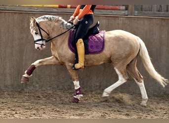 Poney de selle allemand, Hongre, 3 Ans, 144 cm, Palomino