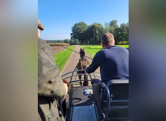 Poney de selle allemand, Hongre, 3 Ans, 144 cm, Pinto