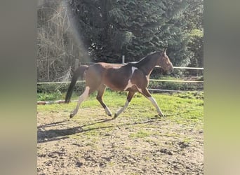 Poney de selle allemand, Hongre, 3 Ans, 144 cm, Pinto
