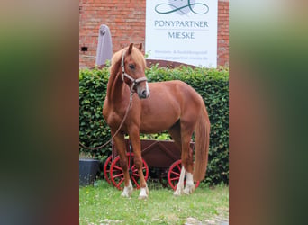 Poney de selle allemand, Hongre, 3 Ans, 145 cm, Alezan