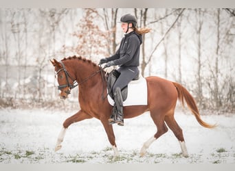 Poney de selle allemand, Hongre, 3 Ans, 145 cm, Alezan