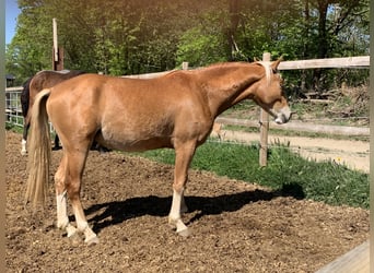 Poney de selle allemand, Hongre, 3 Ans, 145 cm, Alezan