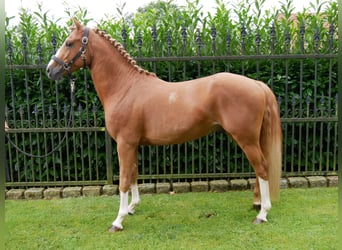 Poney de selle allemand, Hongre, 3 Ans, 145 cm, Alezan