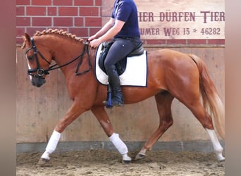 Poney de selle allemand, Hongre, 3 Ans, 145 cm, Alezan