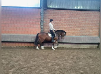 Poney de selle allemand, Hongre, 3 Ans, 145 cm, Bai