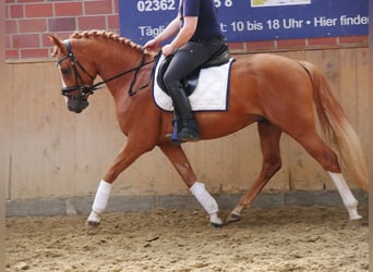 Poney de selle allemand, Hongre, 3 Ans, 145 cm