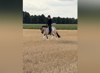 Poney de selle allemand, Hongre, 3 Ans, 145 cm, Isabelle