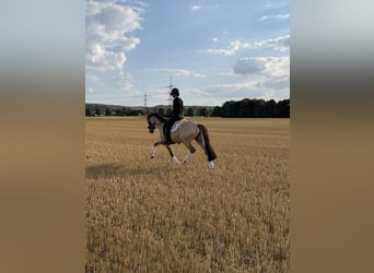 Poney de selle allemand, Hongre, 3 Ans, 145 cm, Isabelle