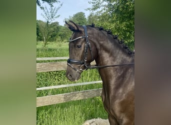 Poney de selle allemand, Hongre, 3 Ans, 145 cm, Isabelle
