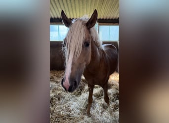 Poney de selle allemand, Hongre, 3 Ans, 145 cm, Palomino