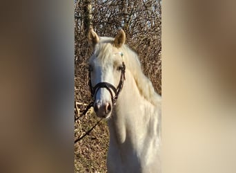 Poney de selle allemand, Hongre, 3 Ans, 145 cm, Palomino