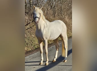 Poney de selle allemand, Hongre, 3 Ans, 145 cm, Palomino