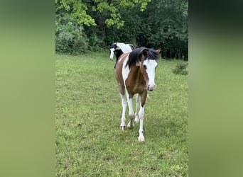 Poney de selle allemand, Hongre, 3 Ans, 145 cm, Pinto