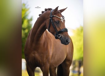Poney de selle allemand, Hongre, 3 Ans, 146 cm, Alezan brûlé