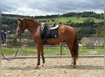 Poney de selle allemand, Hongre, 3 Ans, 146 cm, Alezan