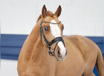 Poney de selle allemand, Hongre, 3 Ans, 146 cm, Alezan