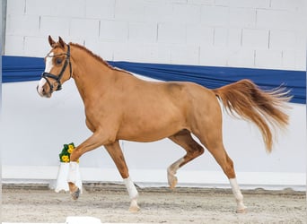 Poney de selle allemand, Hongre, 3 Ans, 146 cm, Alezan
