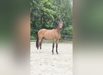 Poney de selle allemand, Hongre, 3 Ans, 146 cm, Buckskin
