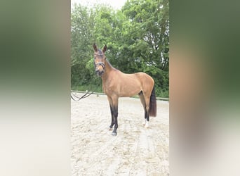 Poney de selle allemand, Hongre, 3 Ans, 146 cm, Buckskin