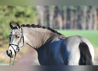 Poney de selle allemand, Hongre, 3 Ans, 146 cm