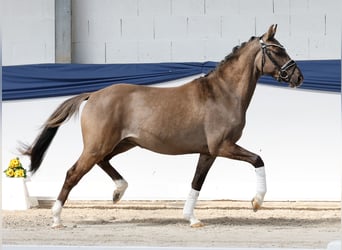 Poney de selle allemand, Hongre, 3 Ans, 146 cm, Isabelle
