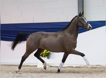 Poney de selle allemand, Hongre, 3 Ans, 146 cm, Isabelle