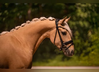 Poney de selle allemand, Hongre, 3 Ans, 146 cm, Palomino