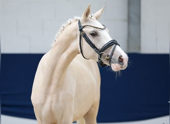 Poney de selle allemand, Hongre, 3 Ans, 146 cm, Palomino