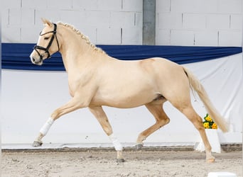 Poney de selle allemand, Hongre, 3 Ans, 146 cm, Palomino